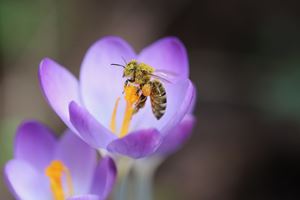 Les bienfaits du pollen - Apiculteur depuis 1921